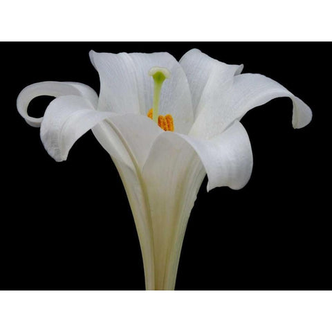 Lily on Black IV Black Modern Wood Framed Art Print by Christensen, Jim