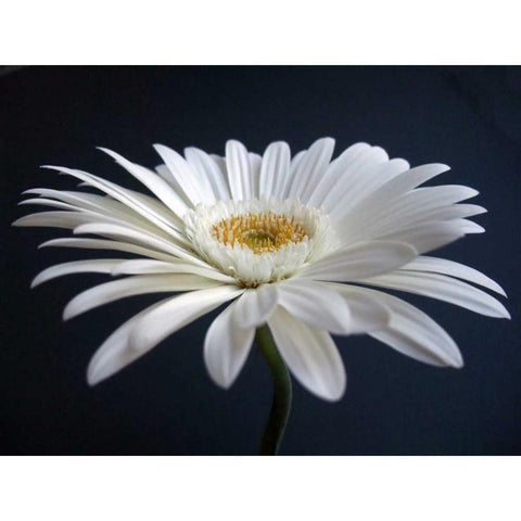 Gerber Angle I White Modern Wood Framed Art Print by Christensen, Jim