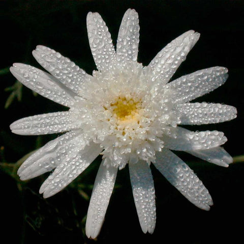 Flower on Black I Black Modern Wood Framed Art Print by Christensen, Jim