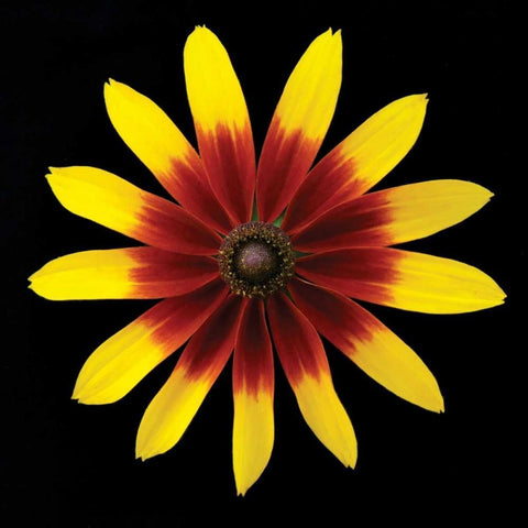 Flower on Black II Black Ornate Wood Framed Art Print with Double Matting by Christensen, Jim