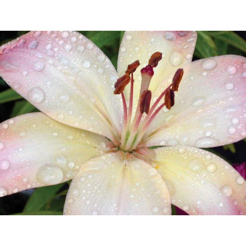 Flower After Rain I White Modern Wood Framed Art Print by Christensen, Jim