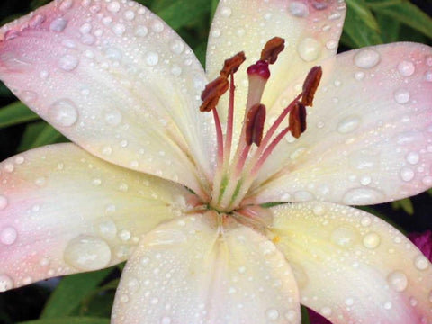 Flower After Rain I Black Ornate Wood Framed Art Print with Double Matting by Christensen, Jim