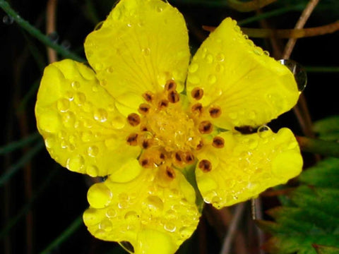 Flower After Rain III Black Ornate Wood Framed Art Print with Double Matting by Christensen, Jim