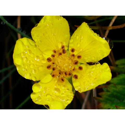 Flower After Rain III Black Modern Wood Framed Art Print by Christensen, Jim