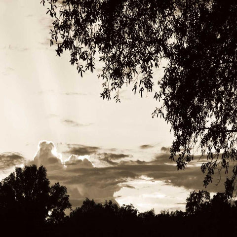 Sunset Trees Sepia Sq I White Modern Wood Framed Art Print by Hausenflock, Alan