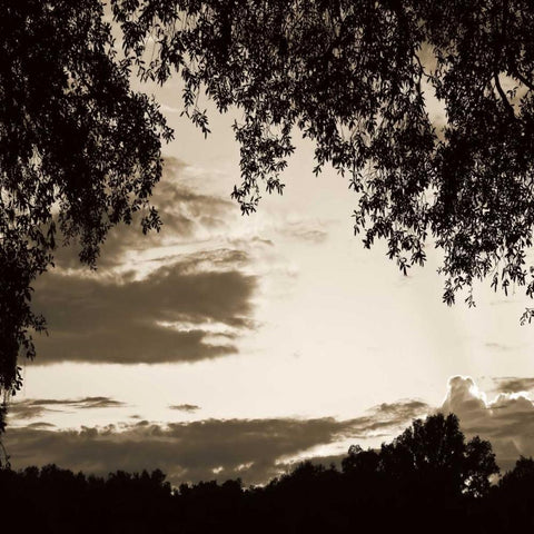 Sunset Trees Sepia Sq II White Modern Wood Framed Art Print with Double Matting by Hausenflock, Alan