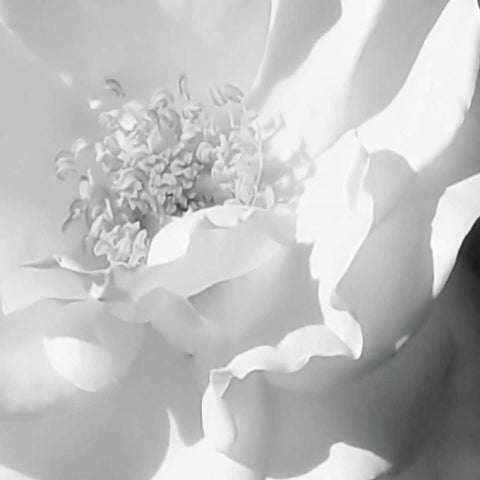 BW Rose Sq II Black Modern Wood Framed Art Print by Hausenflock, Alan