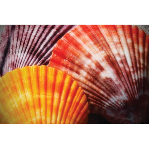 Scallops I Gold Ornate Wood Framed Art Print with Double Matting by Hausenflock, Alan