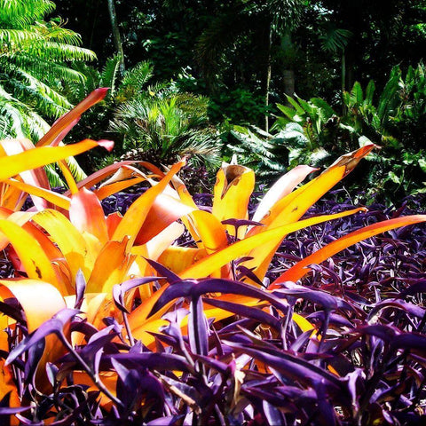 Tropical Garden II Gold Ornate Wood Framed Art Print with Double Matting by Hausenflock, Alan