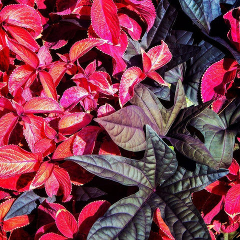 Colorful Leaves II Black Modern Wood Framed Art Print by Hausenflock, Alan