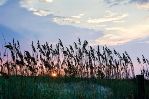 Sea Oats on Lavender II White Modern Wood Framed Art Print with Double Matting by Hausenflock, Alan