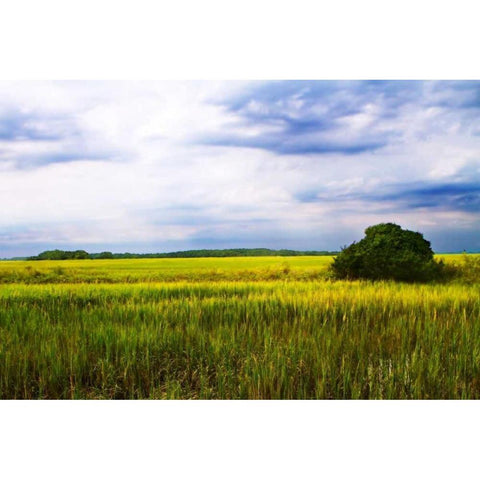 Marshland Storm II Gold Ornate Wood Framed Art Print with Double Matting by Hausenflock, Alan