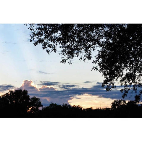 Sunset Through the Trees I White Modern Wood Framed Art Print by Hausenflock, Alan