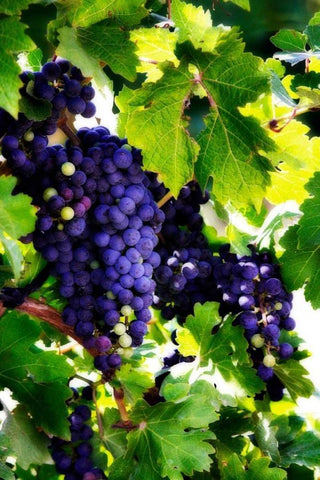 Grapes I Black Ornate Wood Framed Art Print with Double Matting by Hausenflock, Alan