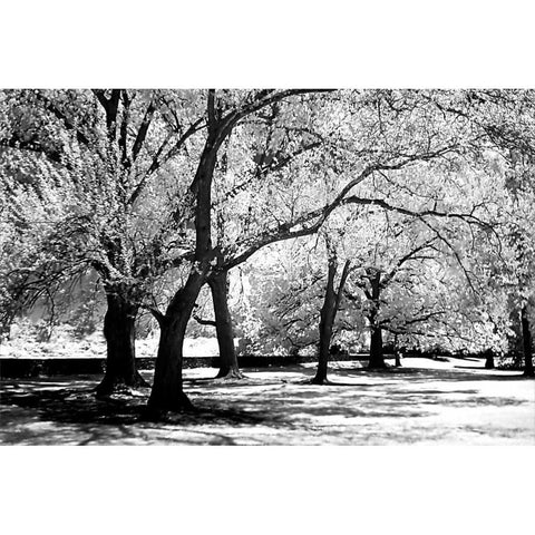 Fantasy Oaks White Modern Wood Framed Art Print by Hausenflock, Alan