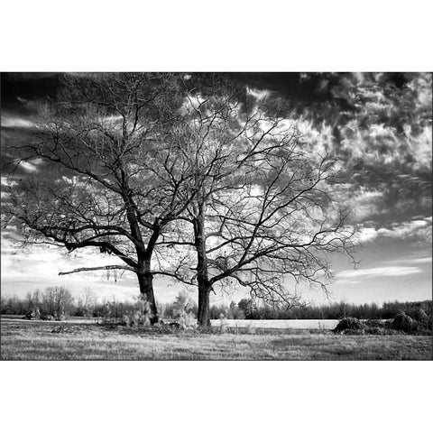 Roseville Oaks Black Modern Wood Framed Art Print with Double Matting by Hausenflock, Alan