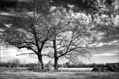 Roseville Oaks White Modern Wood Framed Art Print with Double Matting by Hausenflock, Alan