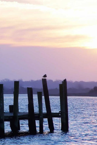 Seagulls at Sunset White Modern Wood Framed Art Print with Double Matting by Hausenflock, Alan