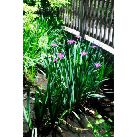 Spring Iris I Gold Ornate Wood Framed Art Print with Double Matting by Hausenflock, Alan
