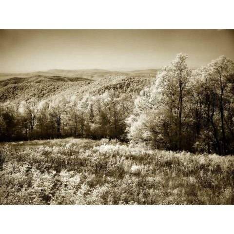 Piney Mountain II Black Modern Wood Framed Art Print by Hausenflock, Alan