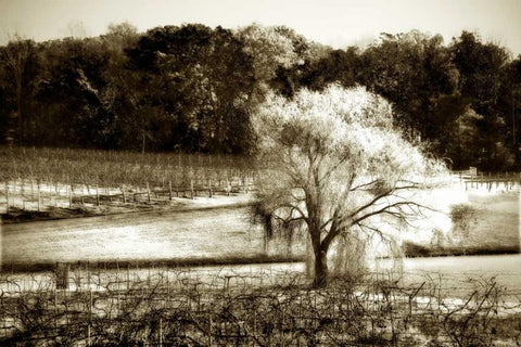 Vineyard I White Modern Wood Framed Art Print with Double Matting by Hausenflock, Alan