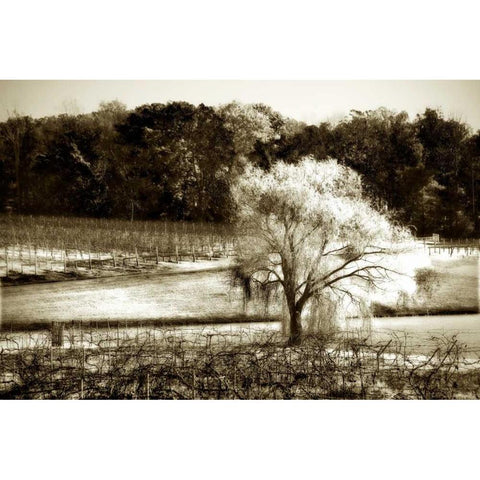 Vineyard I Gold Ornate Wood Framed Art Print with Double Matting by Hausenflock, Alan