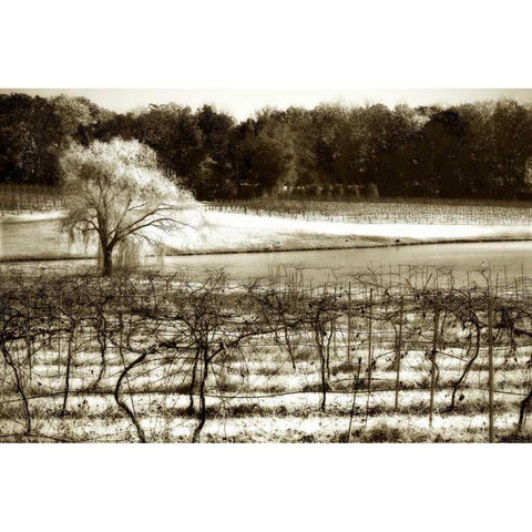 Vineyard II Gold Ornate Wood Framed Art Print with Double Matting by Hausenflock, Alan