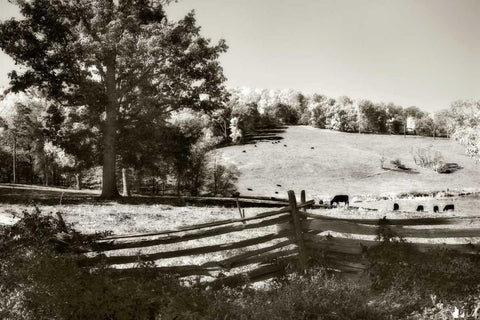 Autumn Pastures I White Modern Wood Framed Art Print with Double Matting by Hausenflock, Alan