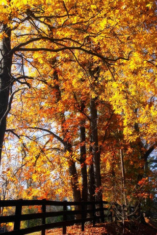 Boughs of Gold I White Modern Wood Framed Art Print with Double Matting by Hausenflock, Alan