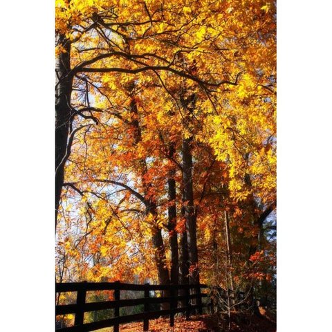 Boughs of Gold I White Modern Wood Framed Art Print by Hausenflock, Alan