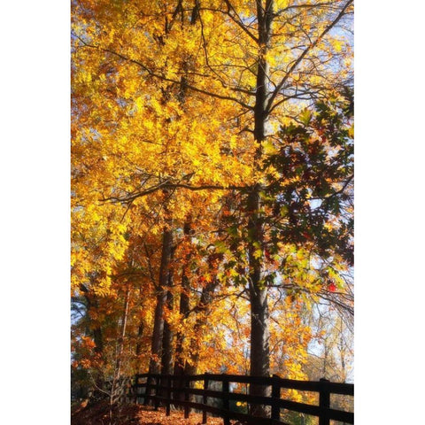 Boughs of Gold II Gold Ornate Wood Framed Art Print with Double Matting by Hausenflock, Alan