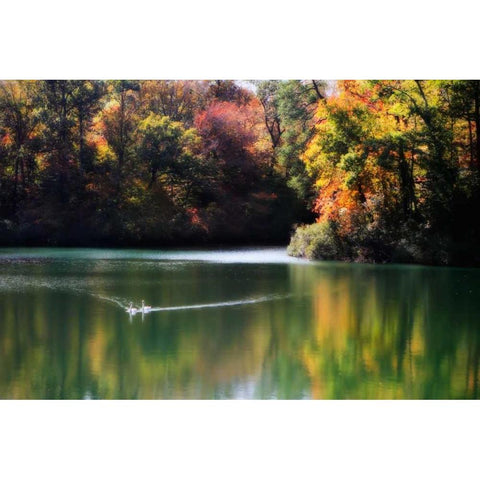 Swans on the Lake I White Modern Wood Framed Art Print by Hausenflock, Alan