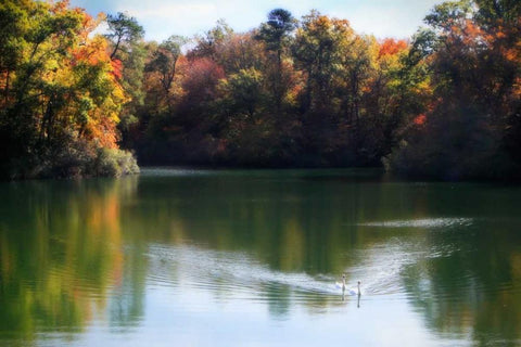 Swans on the Lake II White Modern Wood Framed Art Print with Double Matting by Hausenflock, Alan