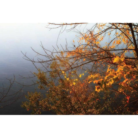 Leaves of Orange II Black Modern Wood Framed Art Print with Double Matting by Hausenflock, Alan