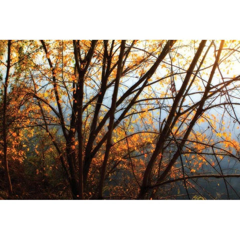 Leaves of Orange III Black Modern Wood Framed Art Print by Hausenflock, Alan