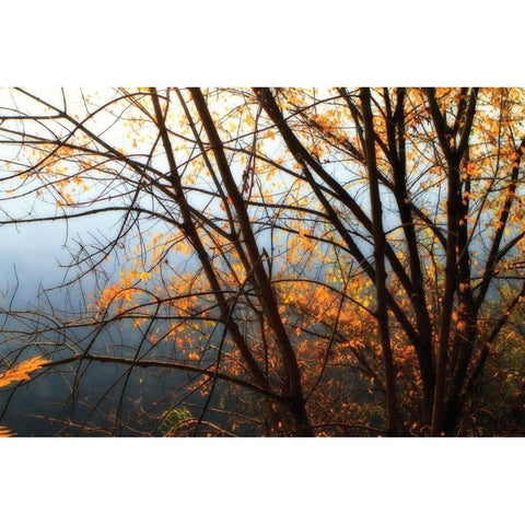 Leaves of Orange IV White Modern Wood Framed Art Print by Hausenflock, Alan