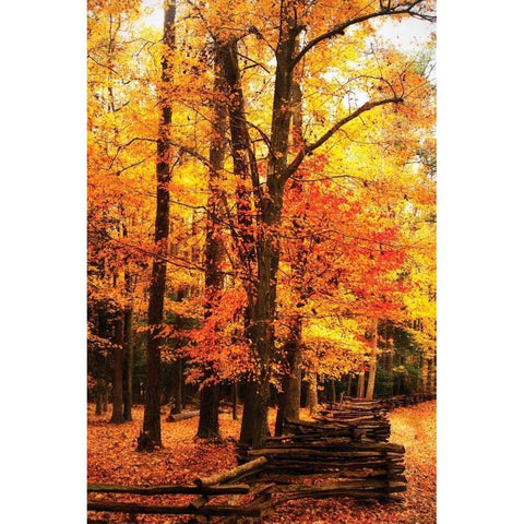 Split Rail Fence I Black Modern Wood Framed Art Print with Double Matting by Hausenflock, Alan