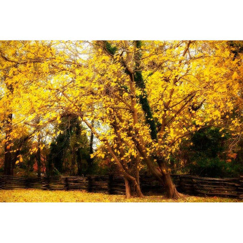 Split Rail Fence III Black Modern Wood Framed Art Print with Double Matting by Hausenflock, Alan