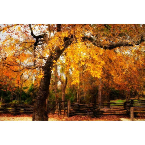 Split Rail Fence IV White Modern Wood Framed Art Print by Hausenflock, Alan