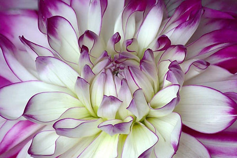Purple and White Dahlia Black Ornate Wood Framed Art Print with Double Matting by Johnson, George