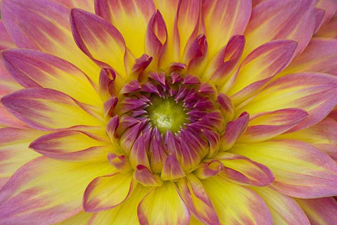 Purple and Yellow Dahlia White Modern Wood Framed Art Print with Double Matting by Johnson, George