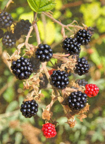 Geroges Wild Berries Black Ornate Wood Framed Art Print with Double Matting by Johnson, George