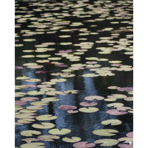 Lily Pond I Gold Ornate Wood Framed Art Print with Double Matting by Larson, Scott