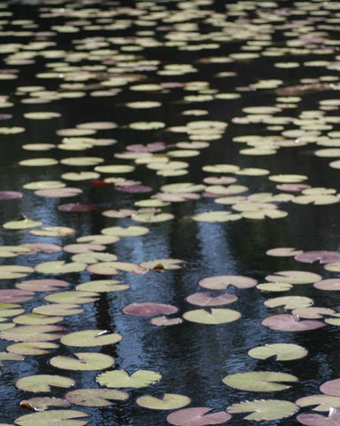 Lily Pond I Black Ornate Wood Framed Art Print with Double Matting by Larson, Scott