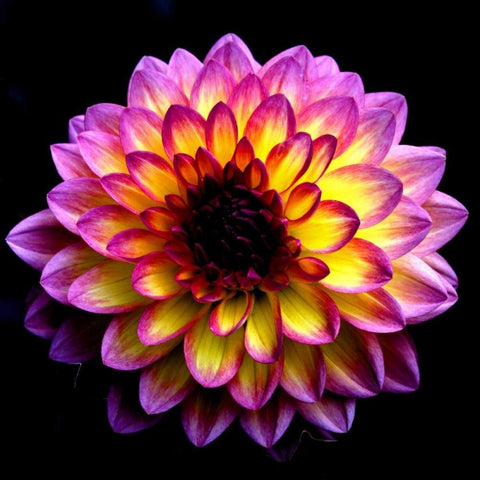 Dahlia White Modern Wood Framed Art Print with Double Matting by Leahy, Ike