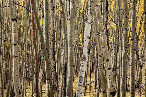 Aspen Grove I Black Ornate Wood Framed Art Print with Double Matting by Malvin, Larry