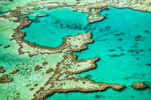 Great Barrier Reef III White Modern Wood Framed Art Print with Double Matting by Malvin, Larry