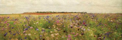 Wildflower Field II White Modern Wood Framed Art Print with Double Matting by Melious, Amy