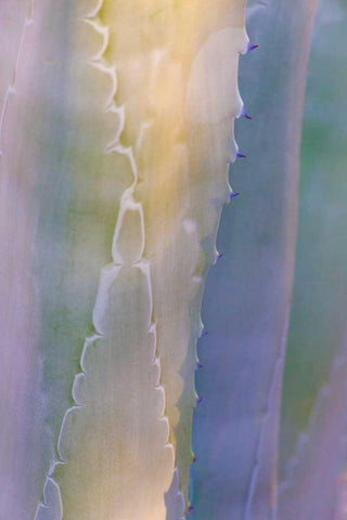 Agave III White Modern Wood Framed Art Print with Double Matting by Mahan, Kathy