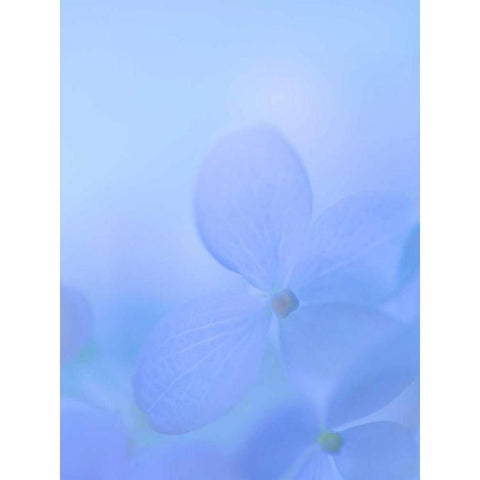 Hydrangea Paniculata I Gold Ornate Wood Framed Art Print with Double Matting by Mahan, Kathy